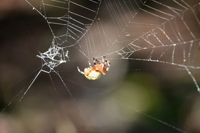 Large orbweaver spider with a colorful abdomen in a spider web.