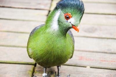 Close up of green plant