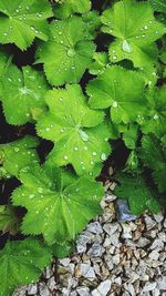 Full frame shot of wet leaf floating on water