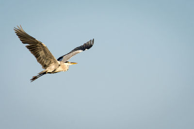 Low angle view of bird flying against clear sky