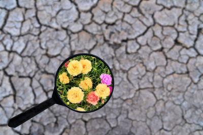 High angle view of fresh red flower in bowl