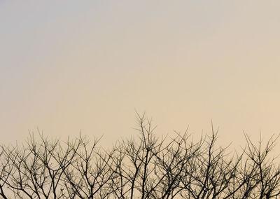 Low angle view of bare trees against clear sky during sunset