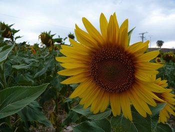 Close-up of sunflower blooming on field against sky