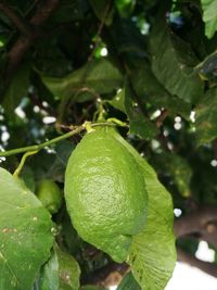 Close-up of fruit on tree