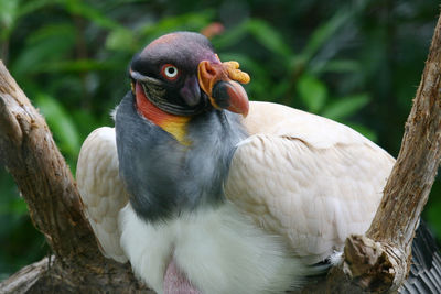 Close-up of a bird perching on branch