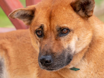 Close-up portrait of dog looking at camera