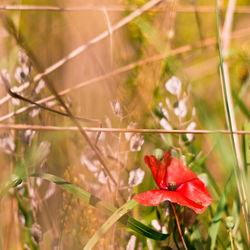 Close-up of red maple leaf on tree