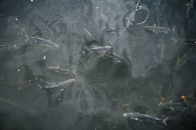 Fish swimming in sea