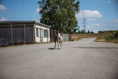 View of dog on road