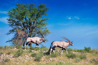 Horses in a field