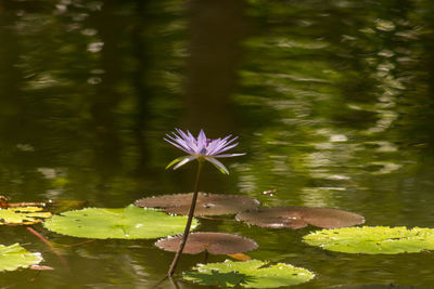 Close-up of lotus water lily in pond