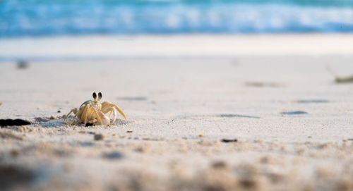 Close-up of crab on beach