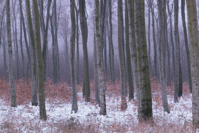 Trees in forest during winter