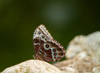 Close-up of butterfly on rock