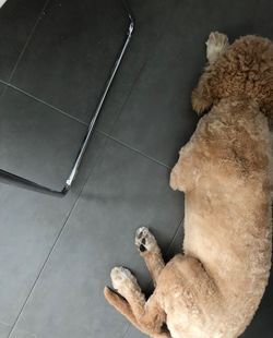 High angle view of dog toy on floor