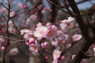 Close-up of cherry blossoms in spring