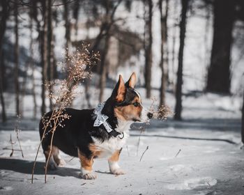 Side view of dog looking away while standing on snow