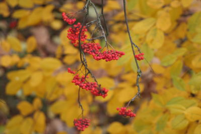 Close-up of red flowers on plant