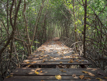 Surface level of footpath amidst trees in forest