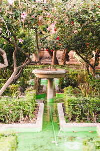 Gazebo in garden