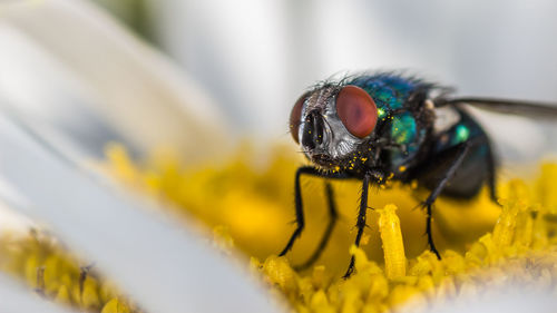 Close-up of greenbottle fly pollinating on daisy flower