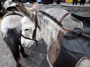 Close-up of horse