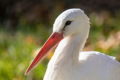 Adult white stork feeding in the wetlands on a sunny day