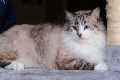 Portrait of cat resting on floor