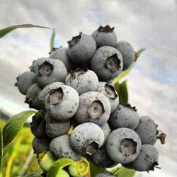 Close-up of plant