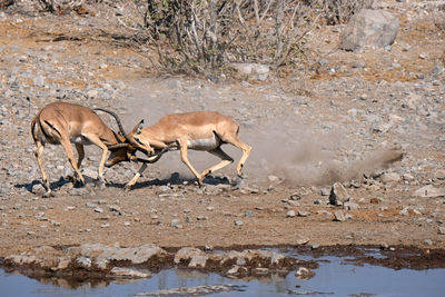 Etosha national park, namibia