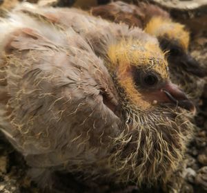 Close-up of young bird