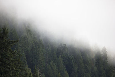 Scenic view of forest against cloudy sky