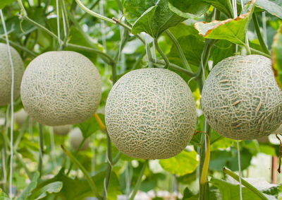 Close-up of fruits growing on plant