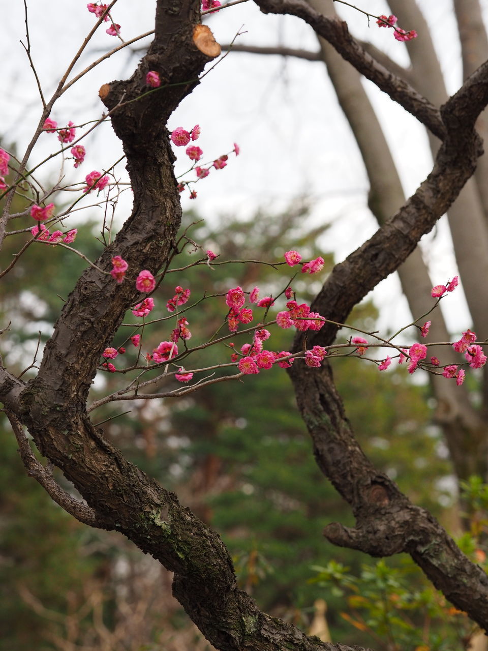 LOW ANGLE VIEW OF FLOWERING TREE