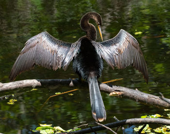 Bird perching on a tree in lake