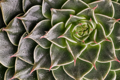 Abstract close-up top view of the colorful natural rosette pattern of a succulent plant