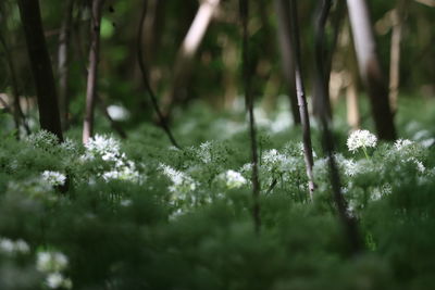 Close-up of fresh plants on snow covered land