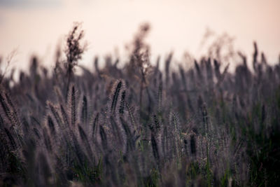 Close-up of plants on field against sky