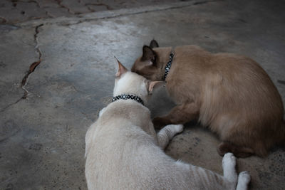 High angle view of two cats