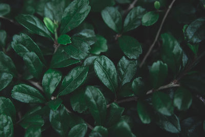 Full frame shot of fresh green leaves