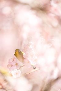 Close-up of bird perching on tree