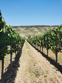 Scenic view of vineyard against clear sky