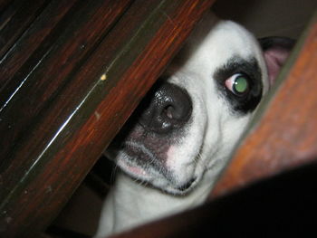 Close-up portrait of dog