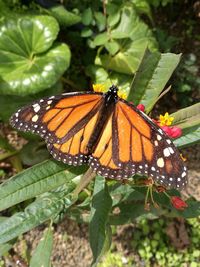 Close-up of butterfly on plant