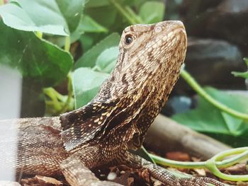 Close-up of a lizard