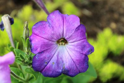 Close-up of purple flowering plant