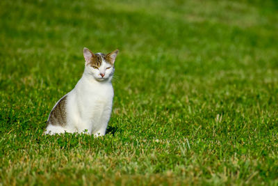 Cat on grassy field