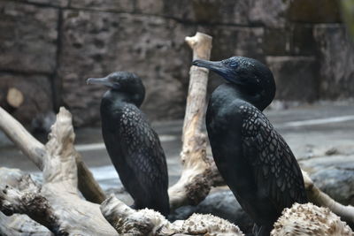 Close-up of black birds 