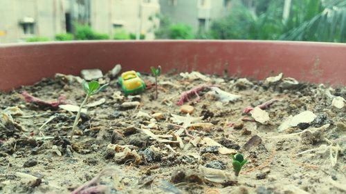 Close-up of abandoned leaves