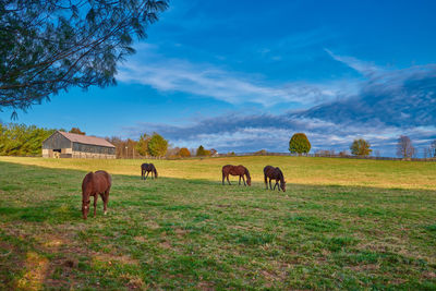 Horses grazing in a field